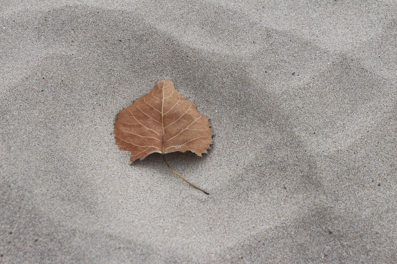 Image - fall leaf sand autumn nature