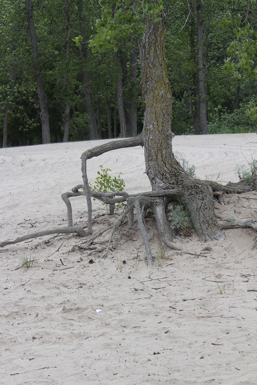 Image - tree roots nature resistance