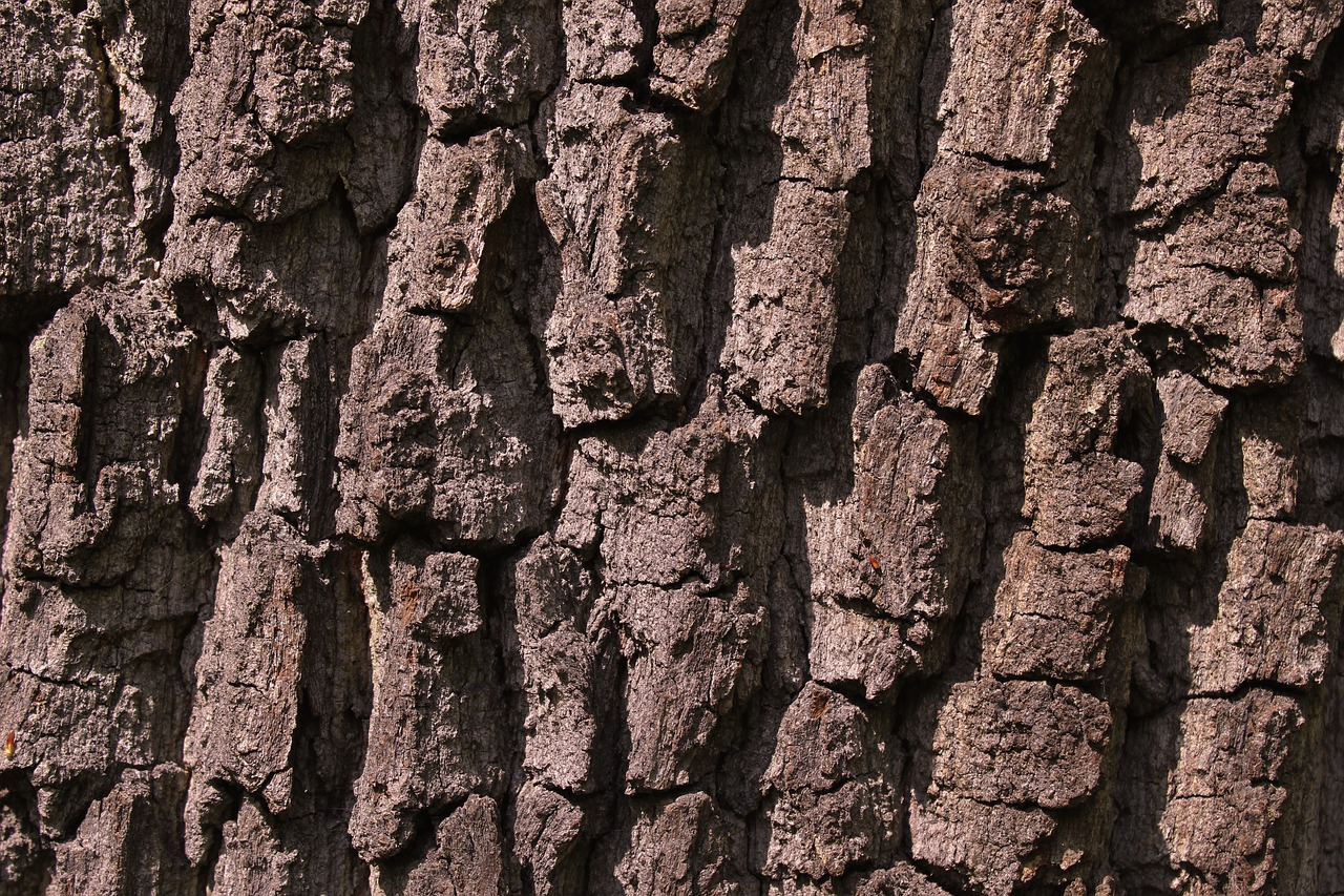 Image - bark tree tree bark