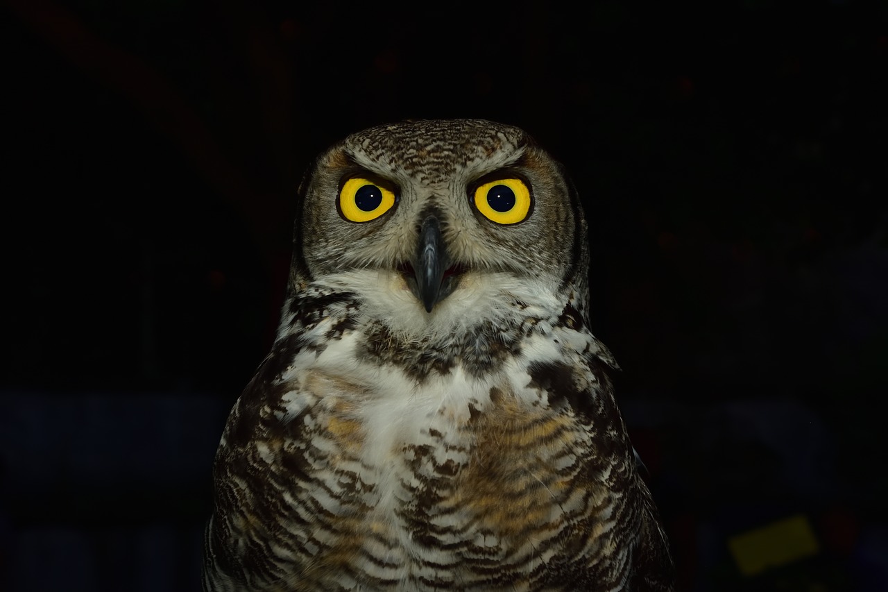 Image - owl raptor eyes yellow levigliani