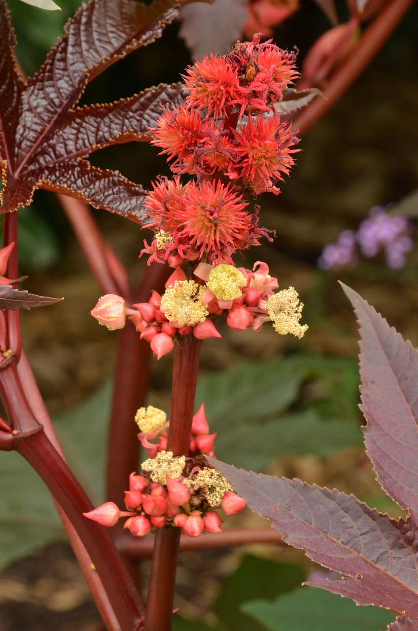 Image - flower button sheet plant flora