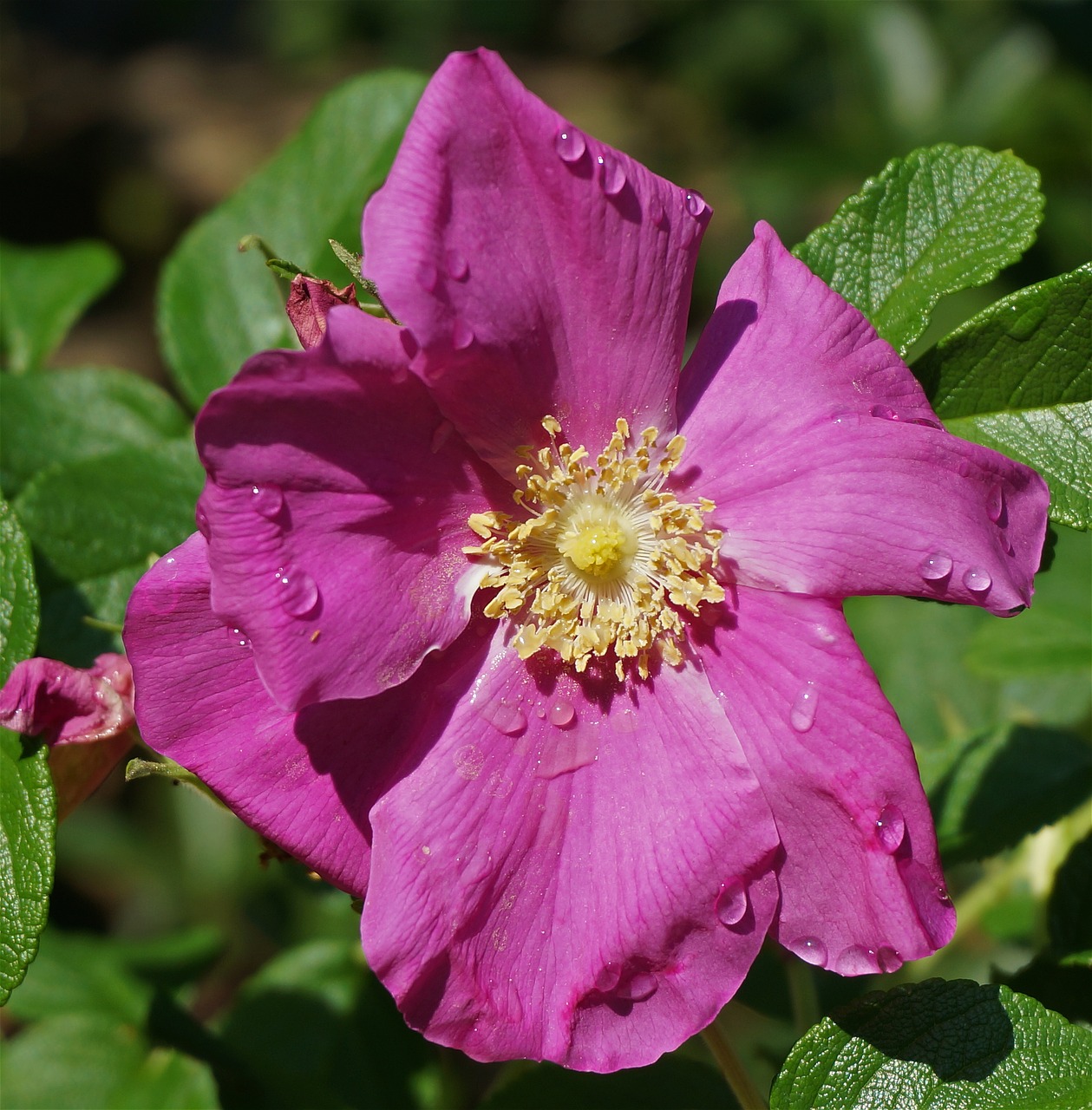 Image - rose rugosa rose rain wet buds