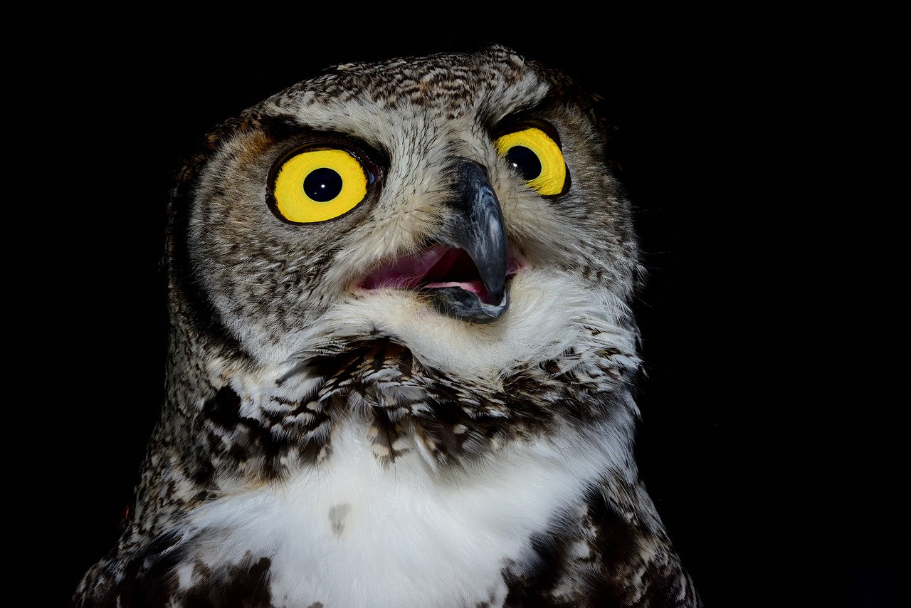 Image - raptor tuscany ferragosto owl eyes