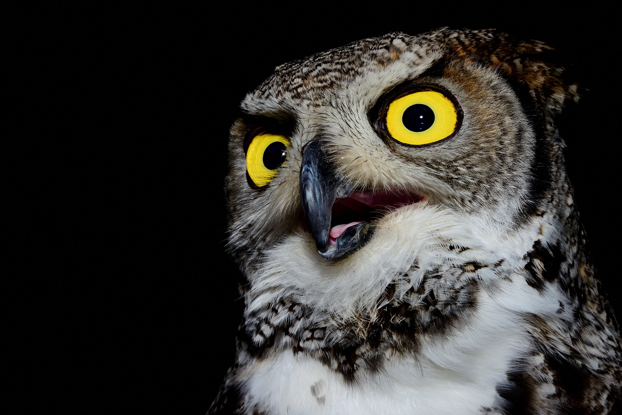 Image - owl volatile raptor beak feathers