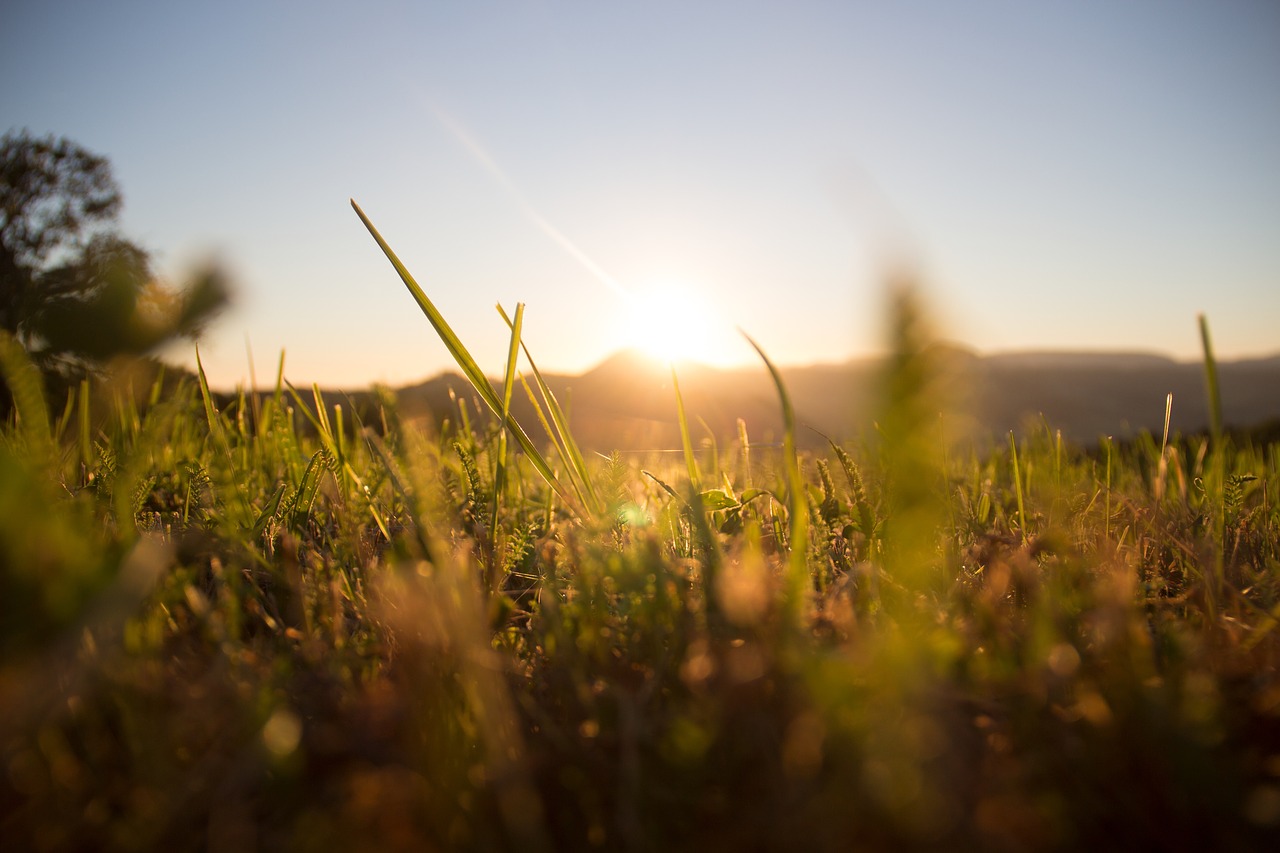 Image - grass meadow sun green summer