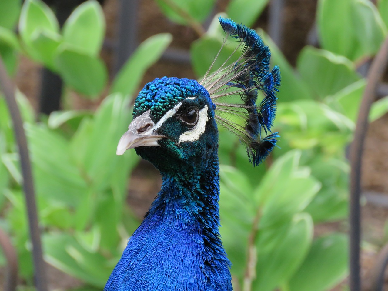 Image - peacock peafowl bird blue head