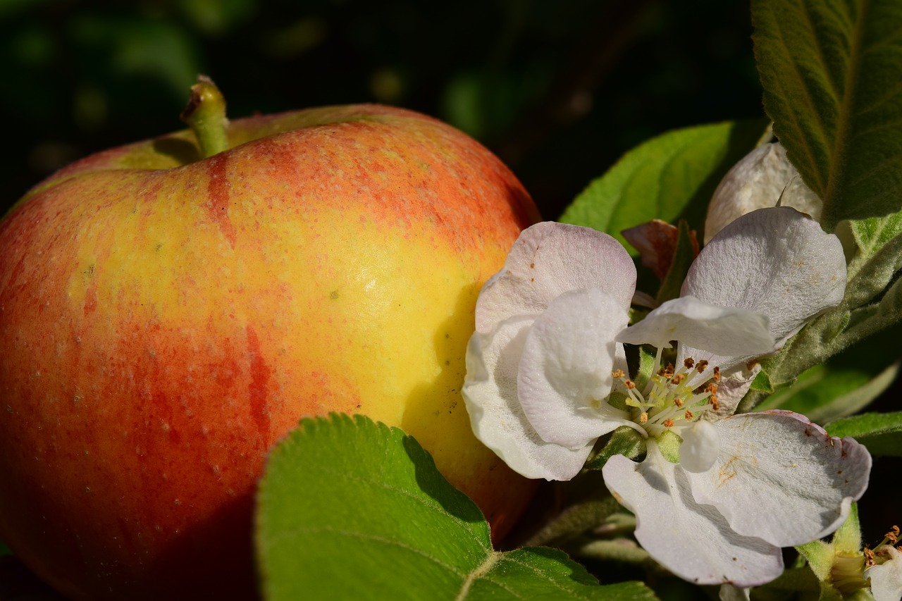 Image - apple apple blossom apple tree