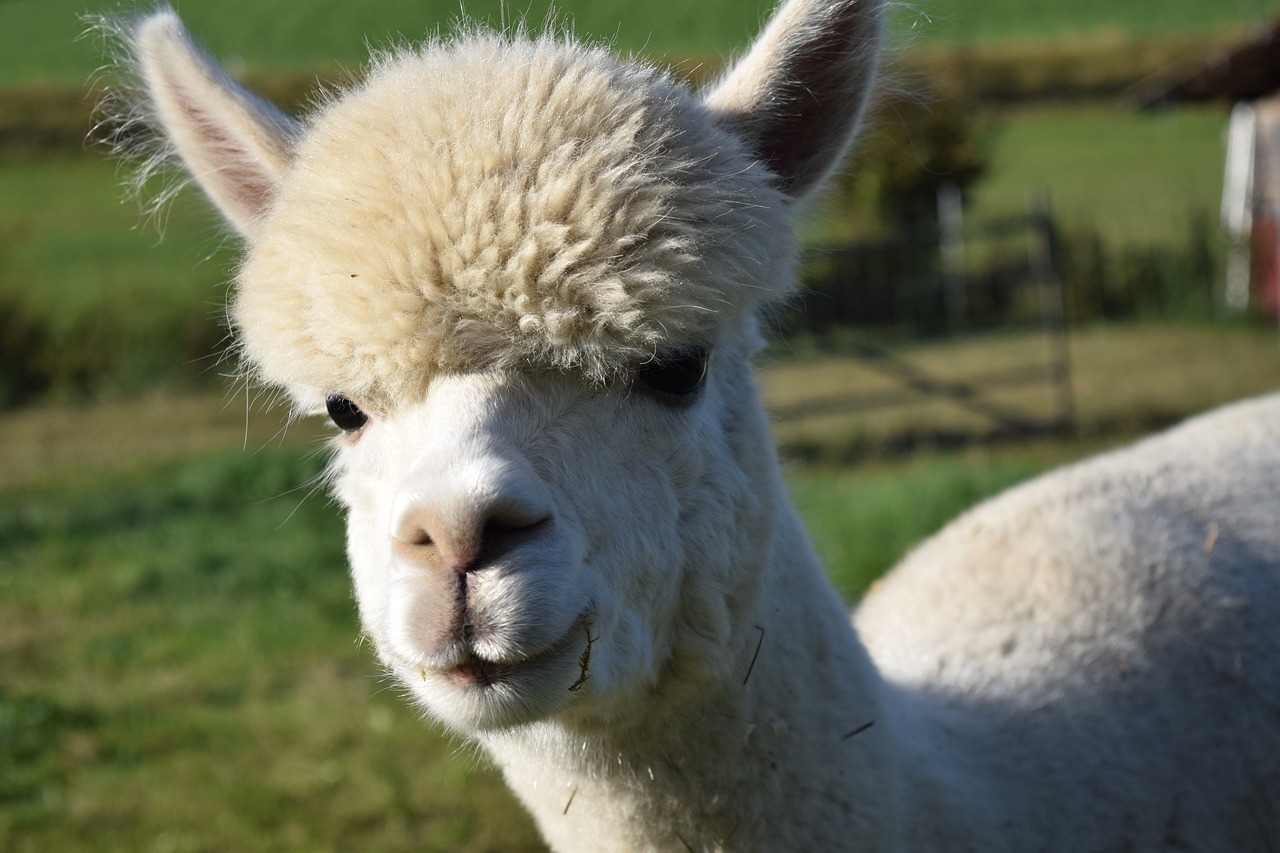 Image - alpaca head animal fluffy furry