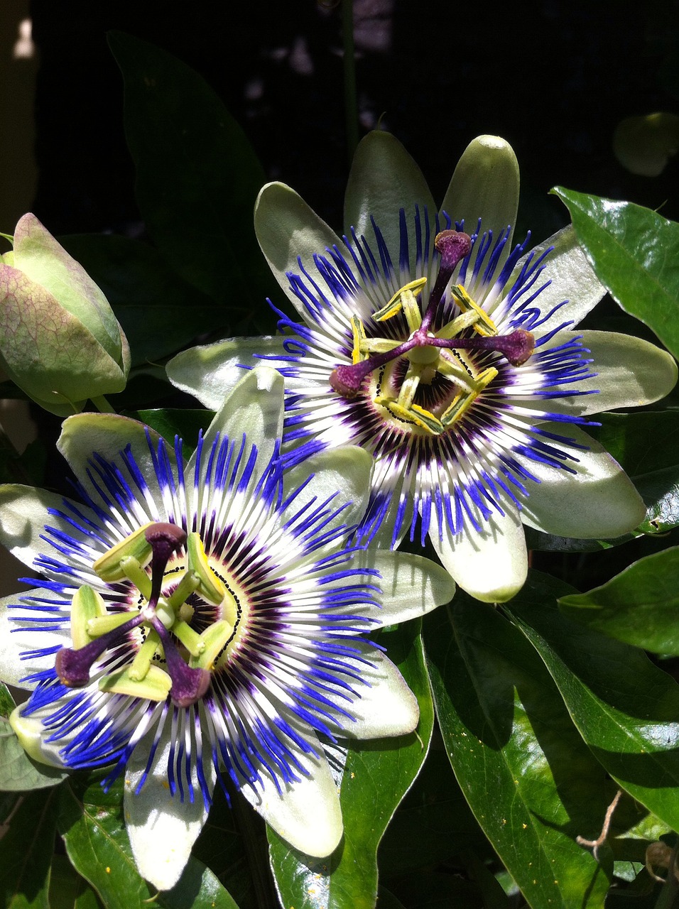 Image - passion flower garden flower green