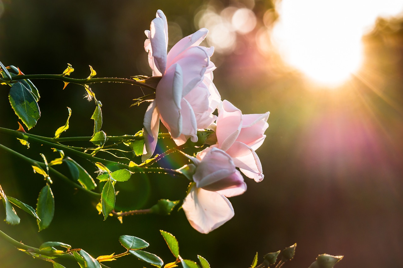 Image - rose sunset sun sunbeam back light