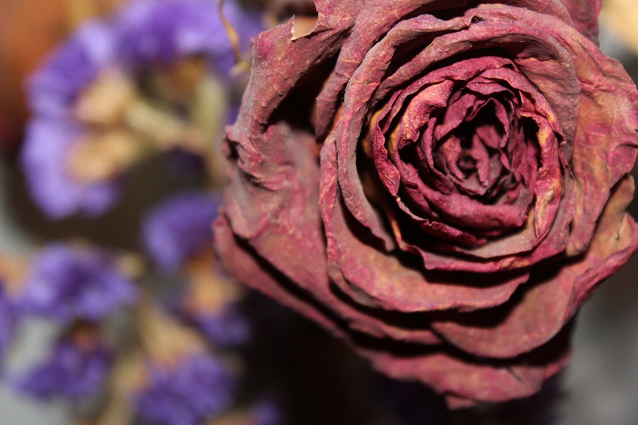 Image - dried rose floral flower rose dry