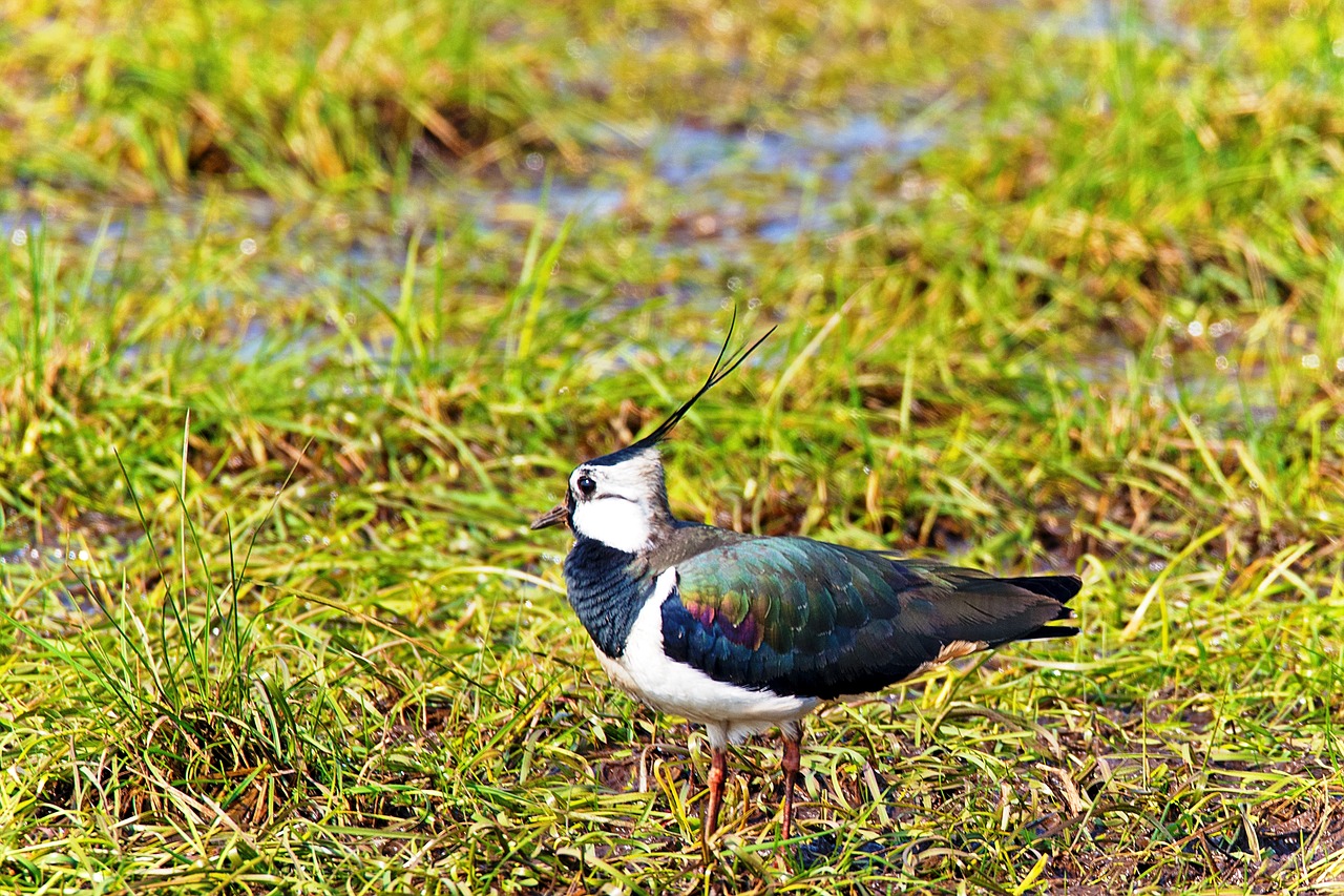 Image - lapwing bird animal limicoline