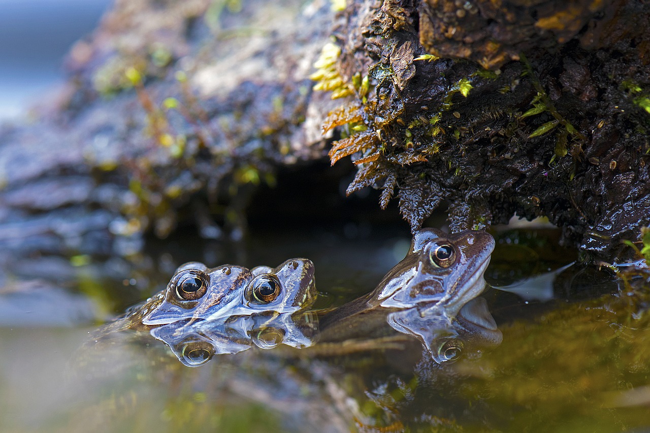 Image - grass frogs frogs animals water