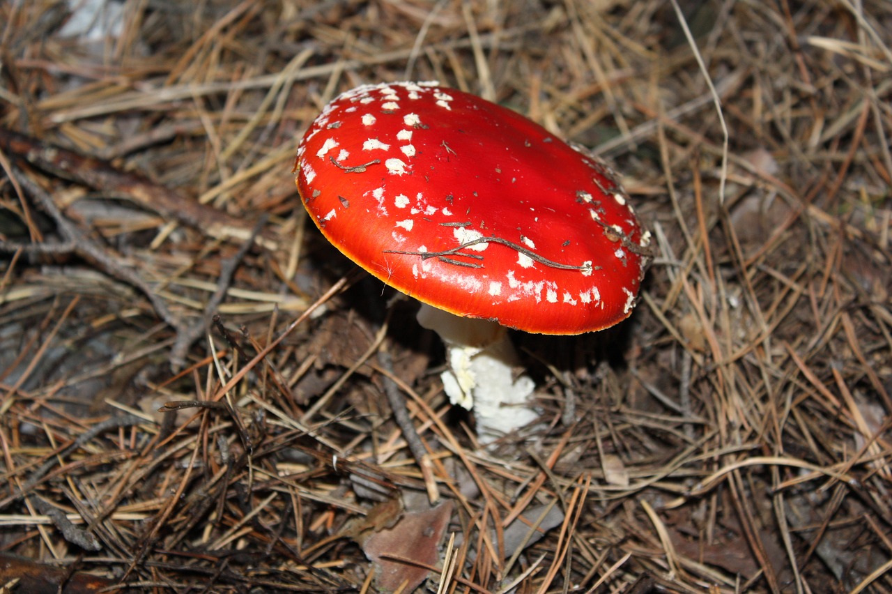 Image - amanita forest land mushroom