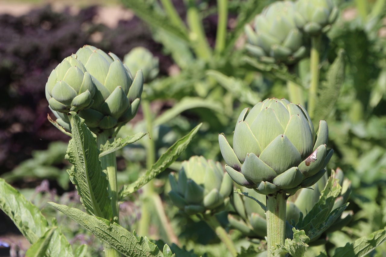 Image - artichokes vegetables plant food