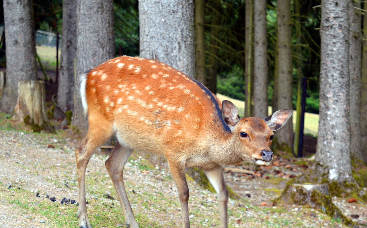 Image - roe deer wild fallow deer female