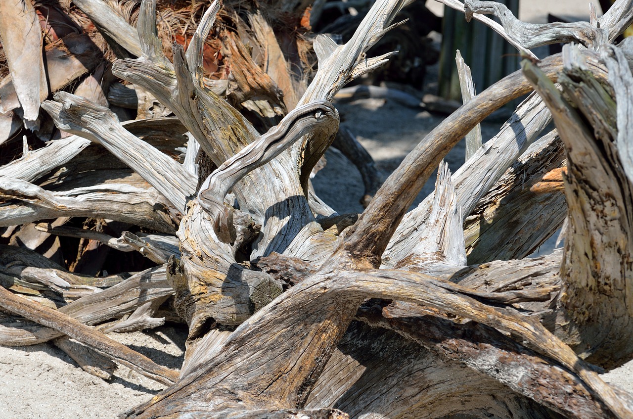 Image - driftwood beach background backdrop