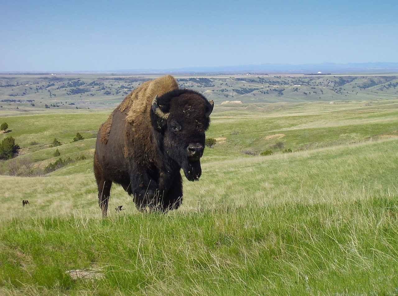 Image - bison buffalo american animal