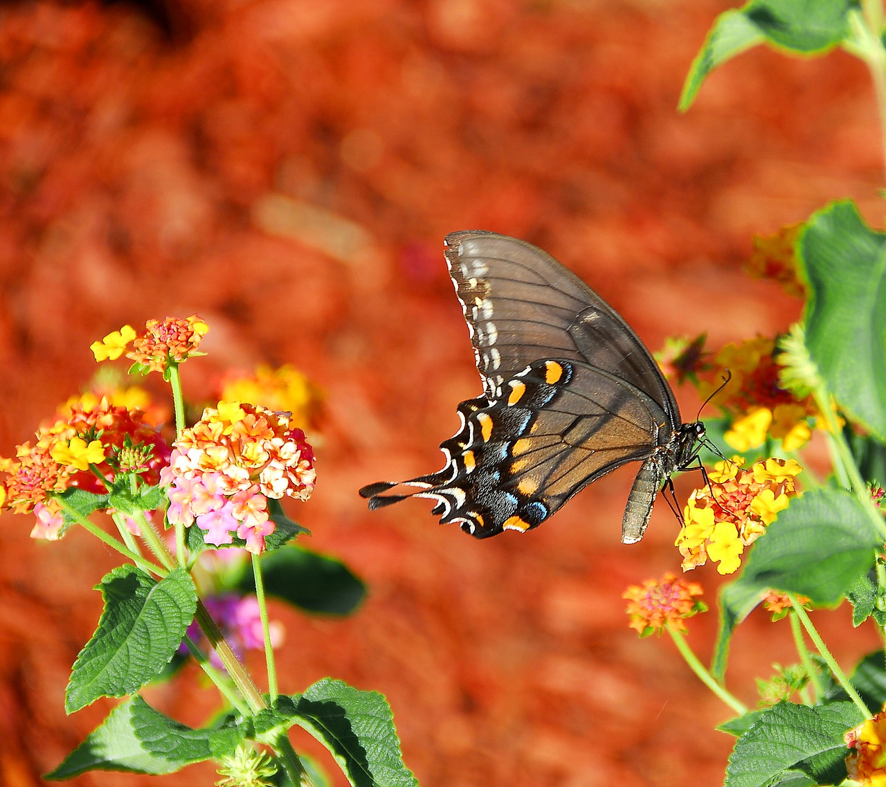 Image - vibrant colored swallowtail butterfly