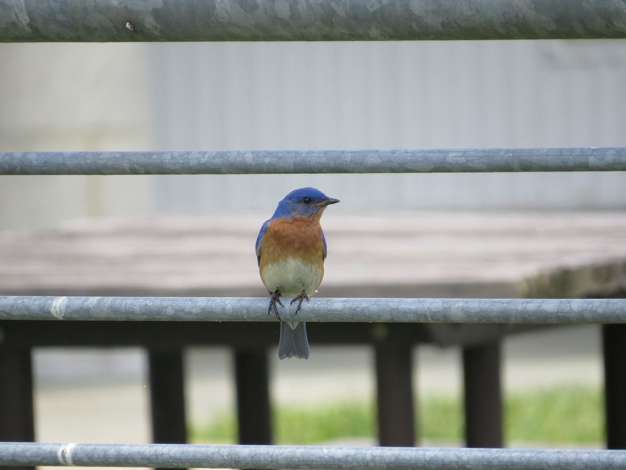 Image - eastern bluebird perched railing