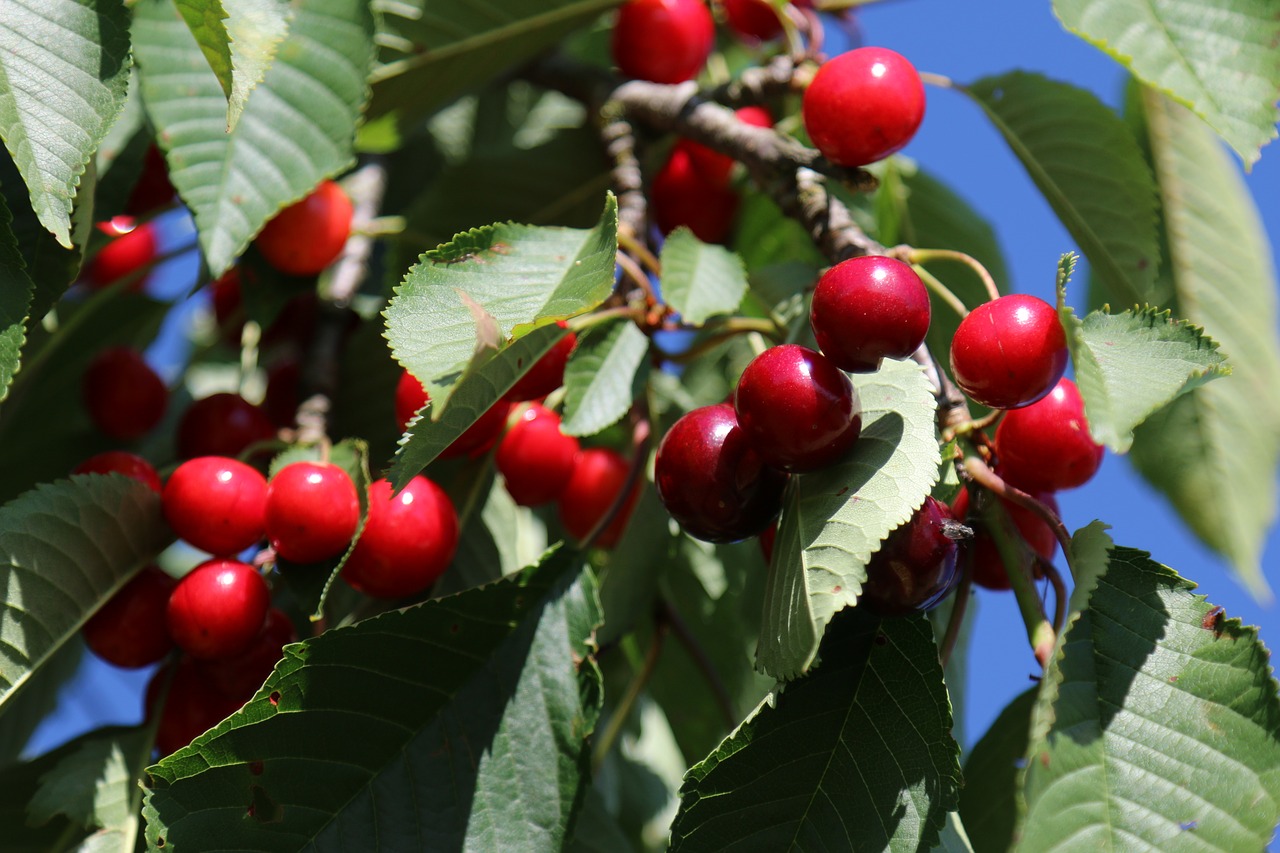 Image - cherries orchards lorraine