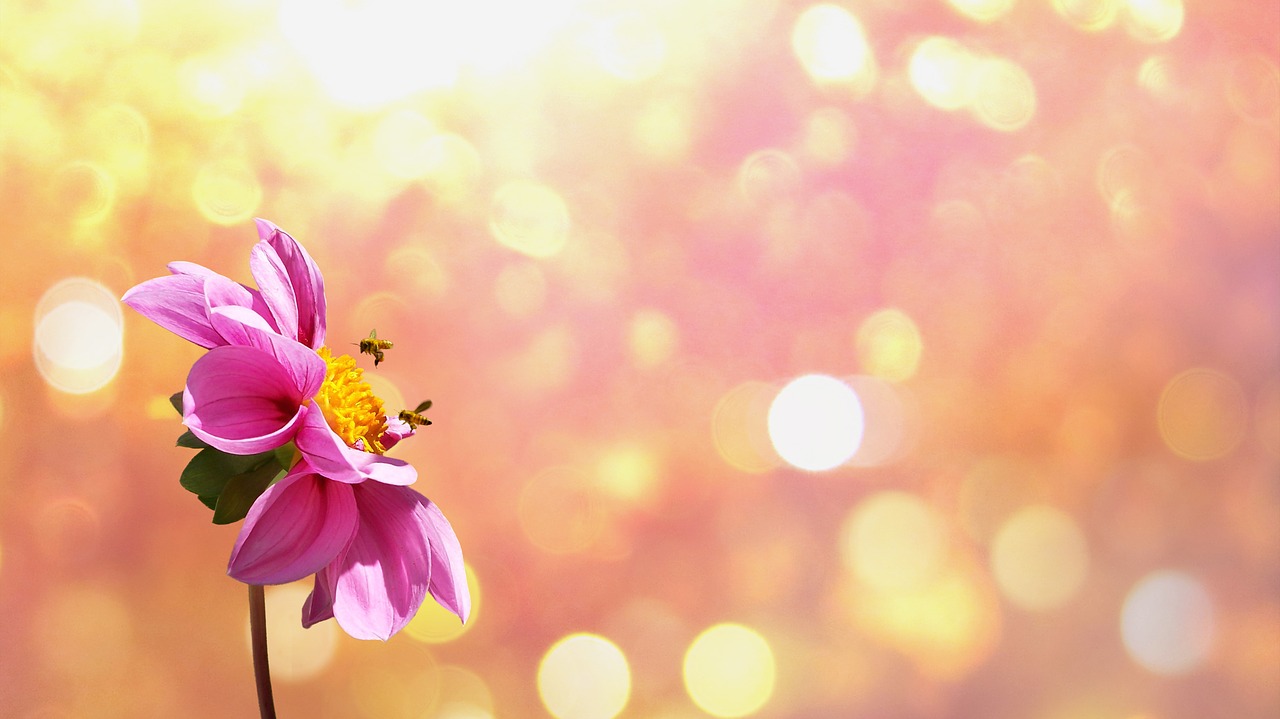 Image - flower blossom bloom orange plant