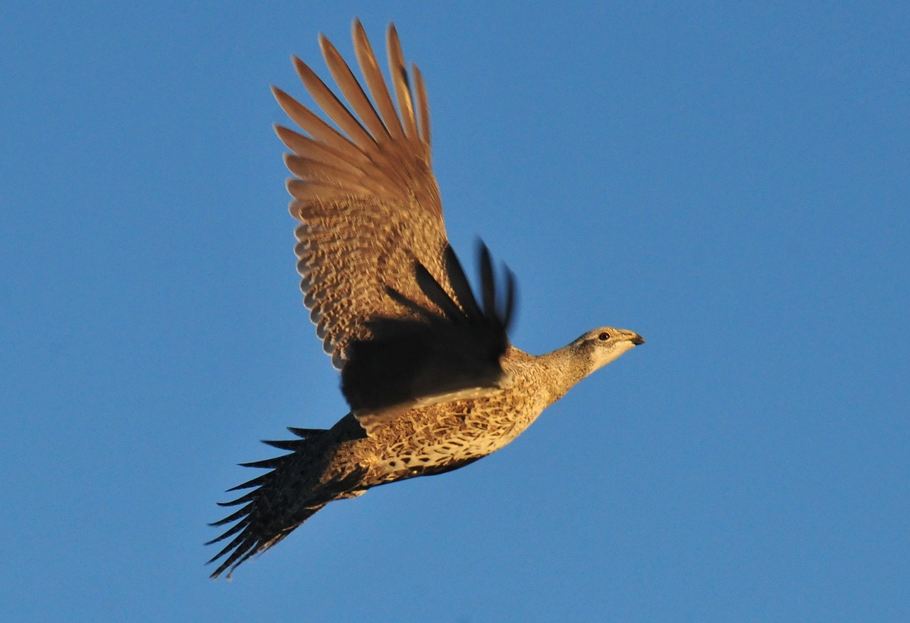 Image - greater sage grouse flying portrait