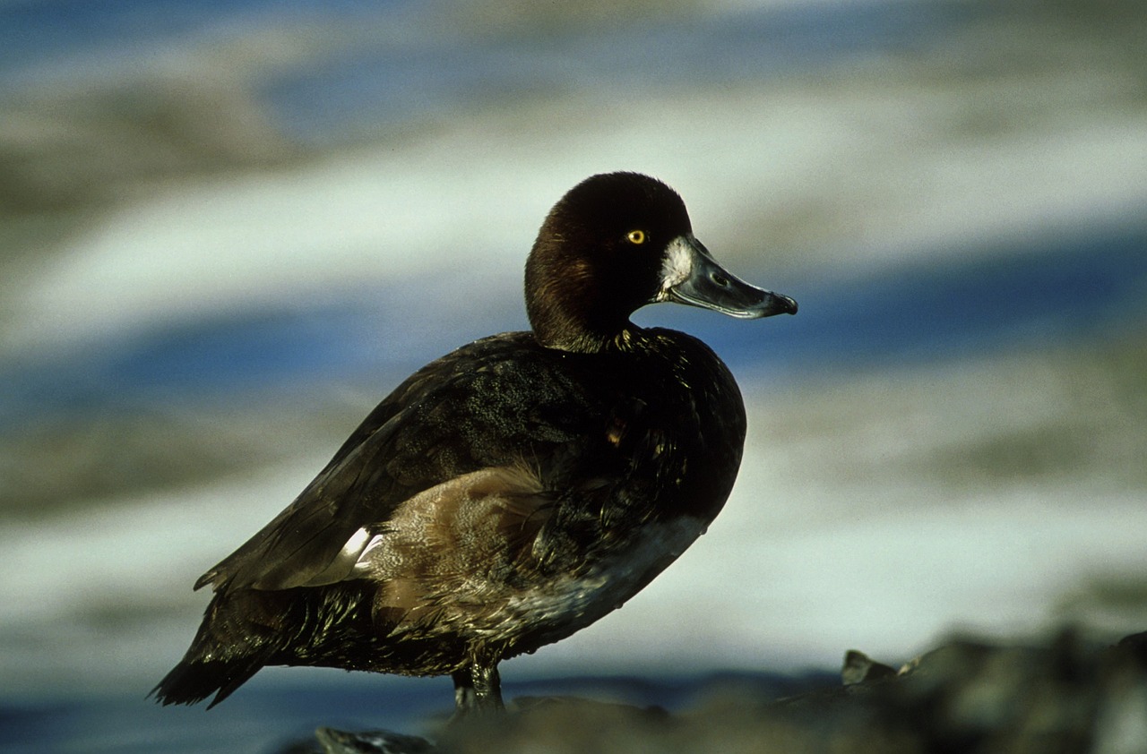 Image - greater scaup duck wildlife bird