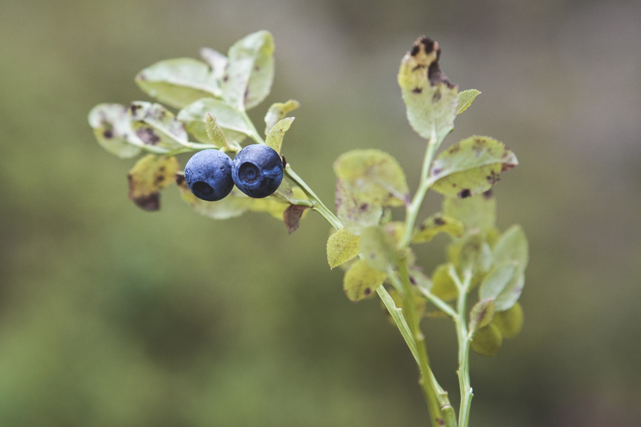 Image - blueberry blueberry twig berry