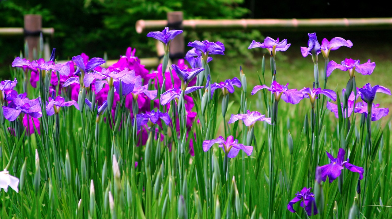 Image - iris flowers purple red purple