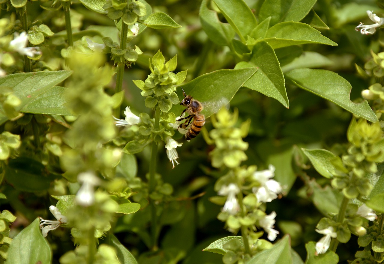 Image - bee nature basil macro spring