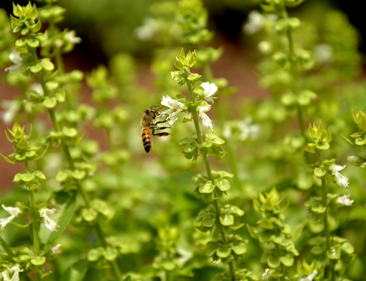 Image - bee nature basil macro spring