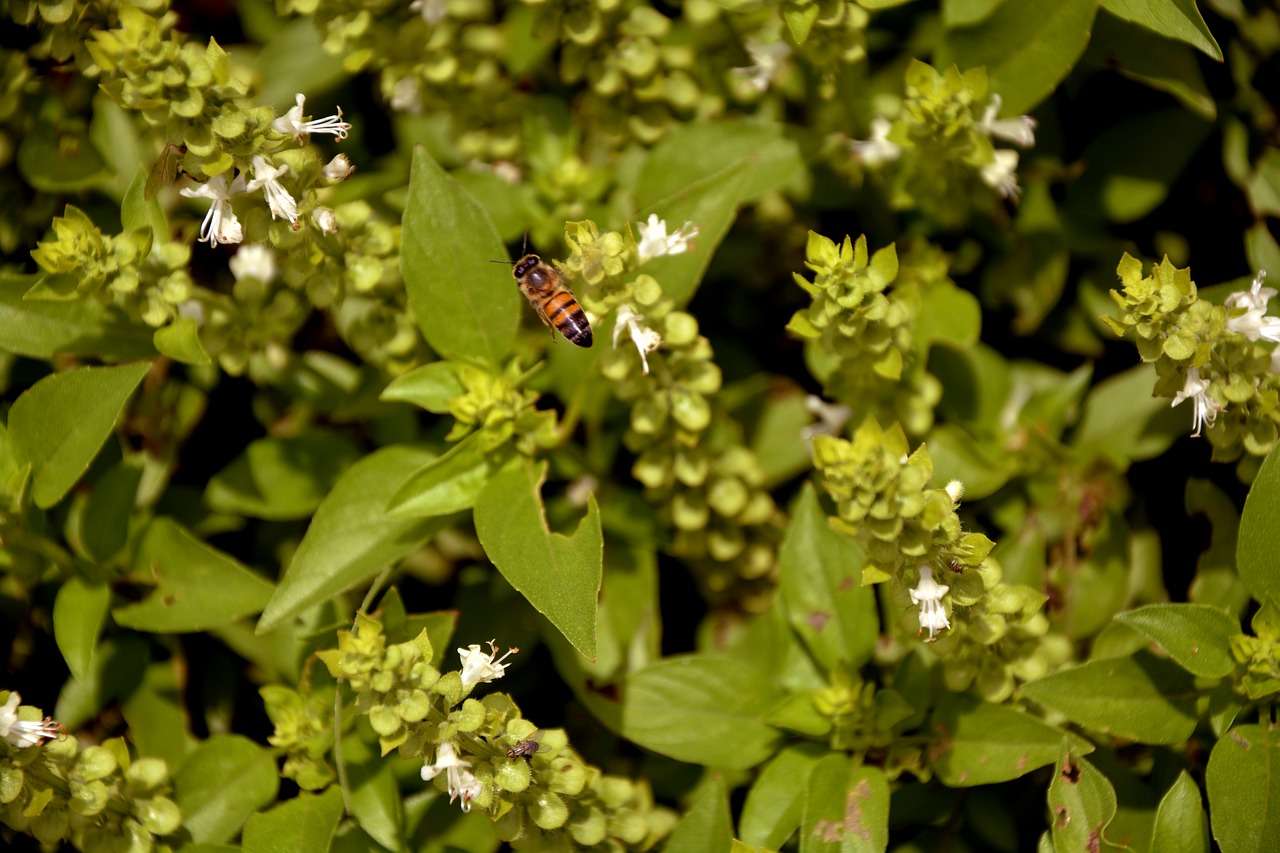 Image - bee nature basil macro spring