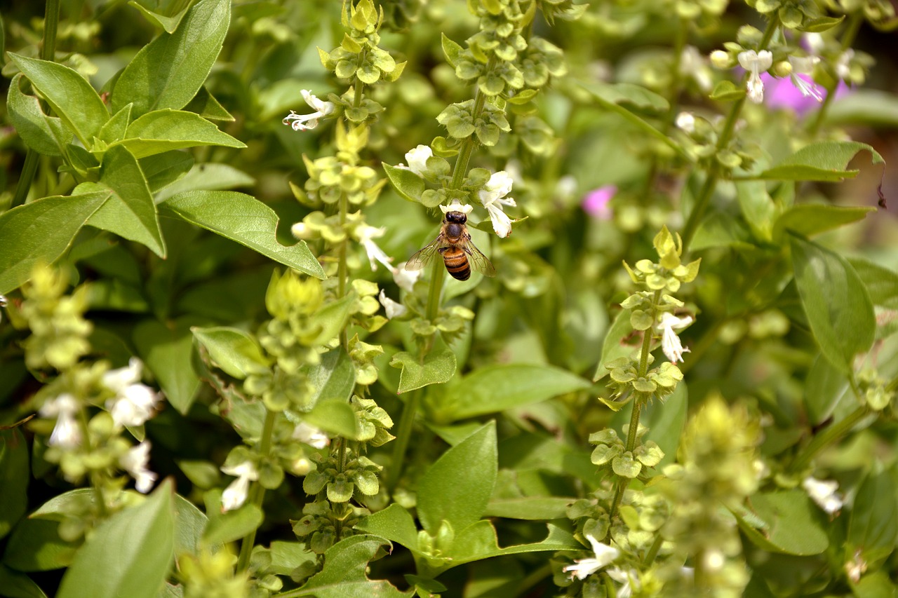 Image - bee nature basil macro spring