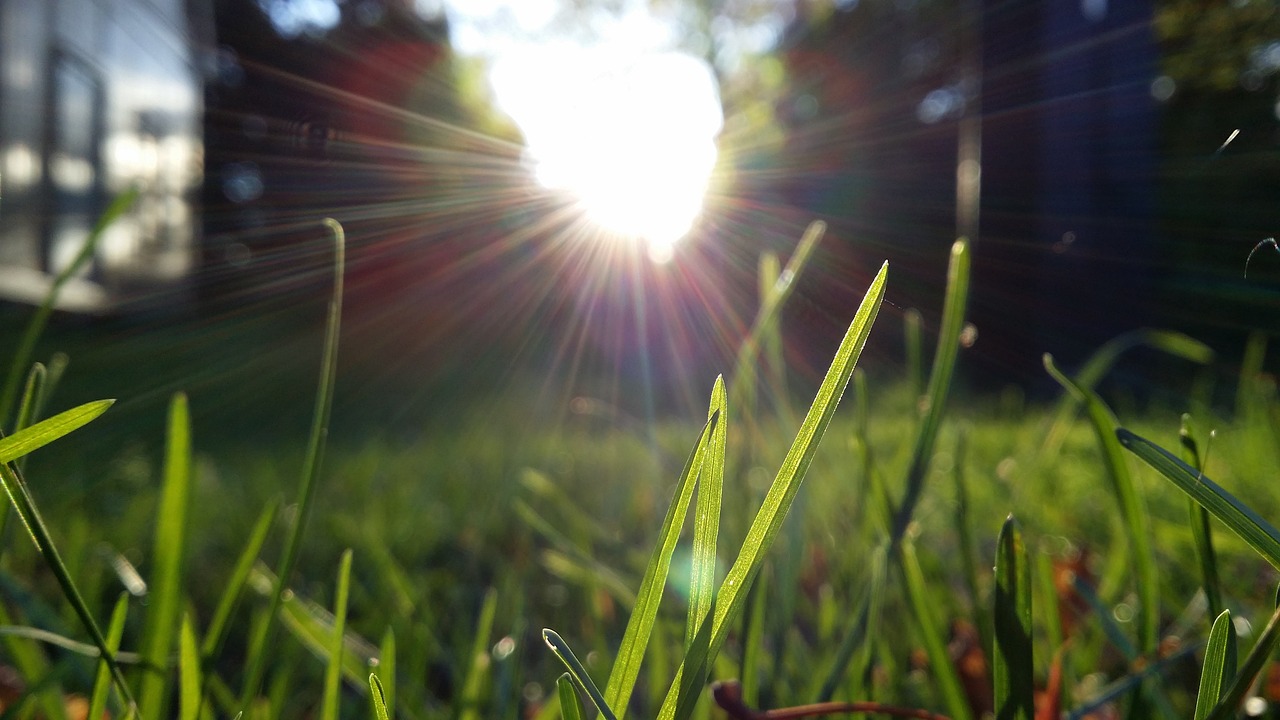 Image - blade of grass evening sun backlight