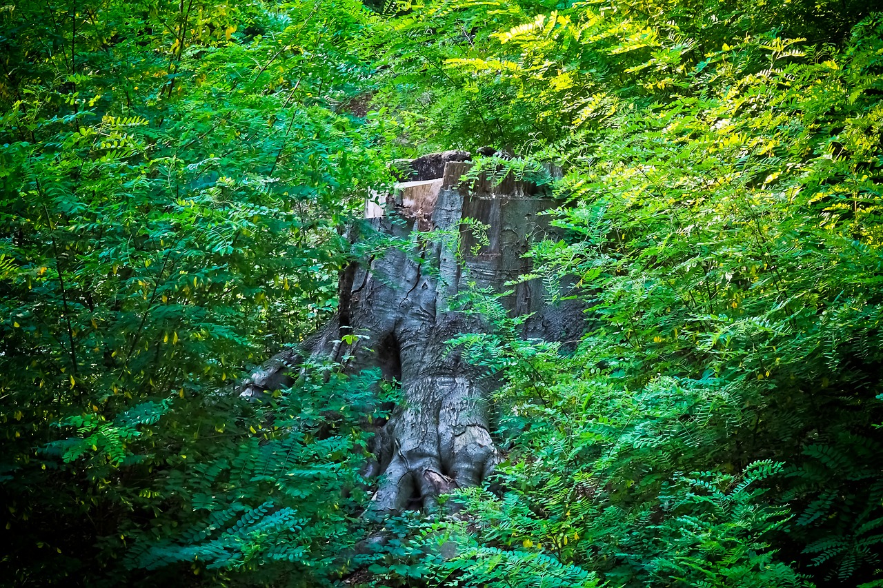 Image - tree log forest nature wood