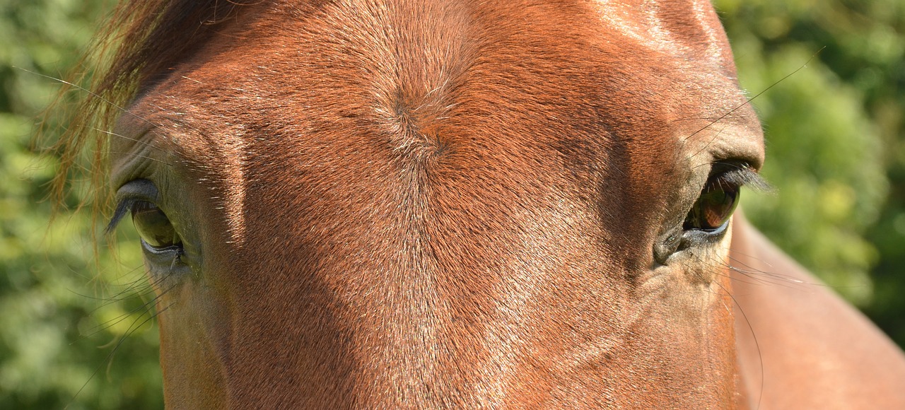 Image - horse eye paardenoog head eyelash