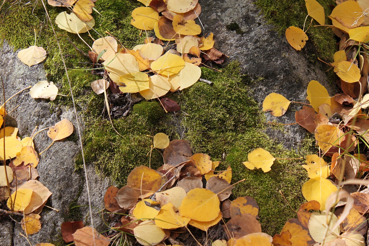 Image - aspen leaves autumn fall foliage