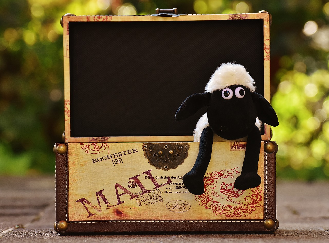 Image - sheep chest box funny animal