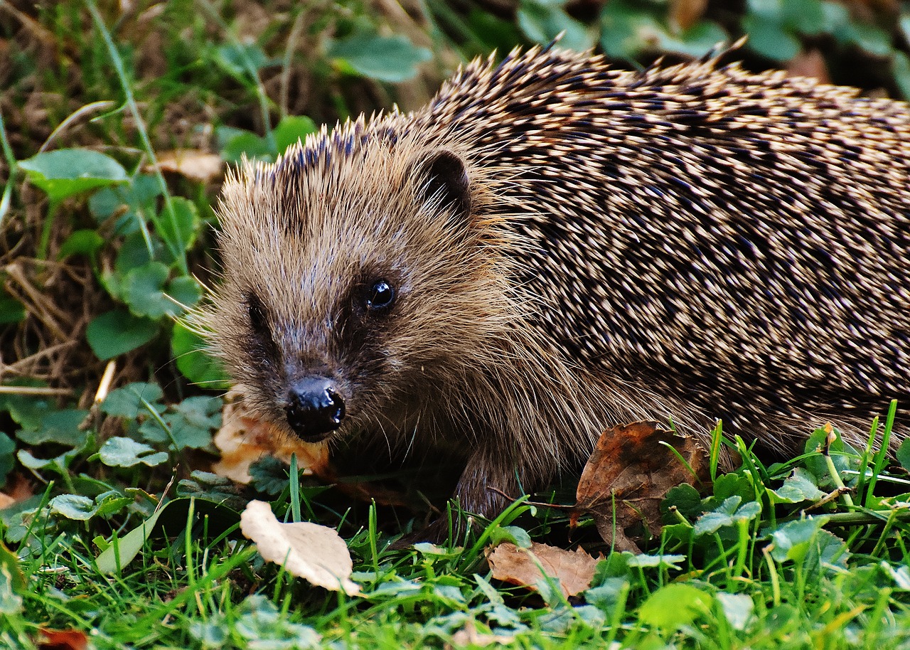 Image - hedgehog animal spur nature garden