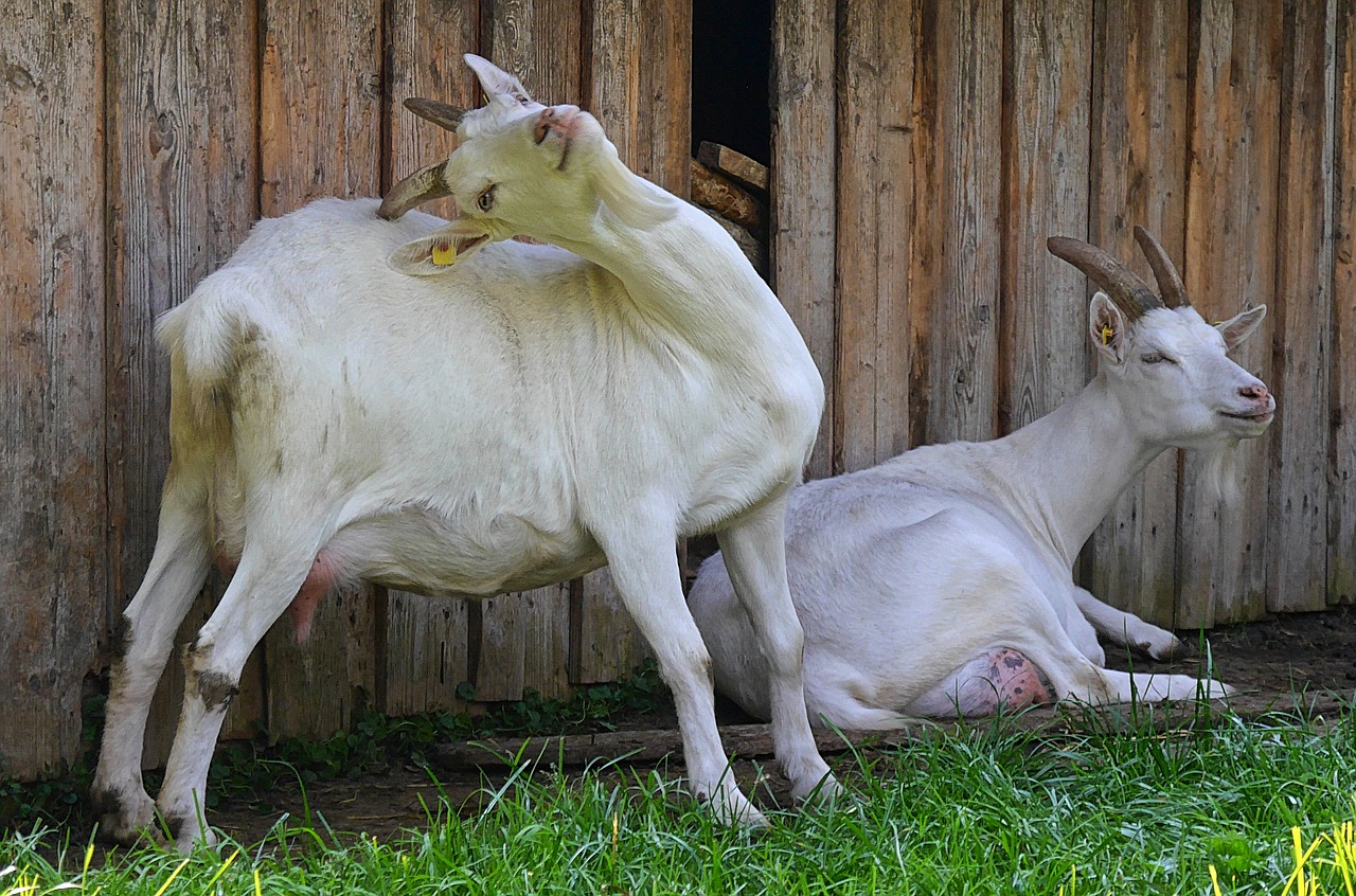 Image - goats farm goasn animals