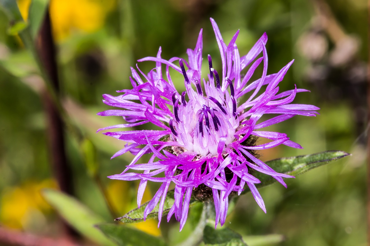 Image - flower nature flowers plants macro