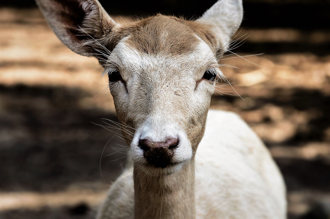 Image - roe deer wild fallow deer scheu