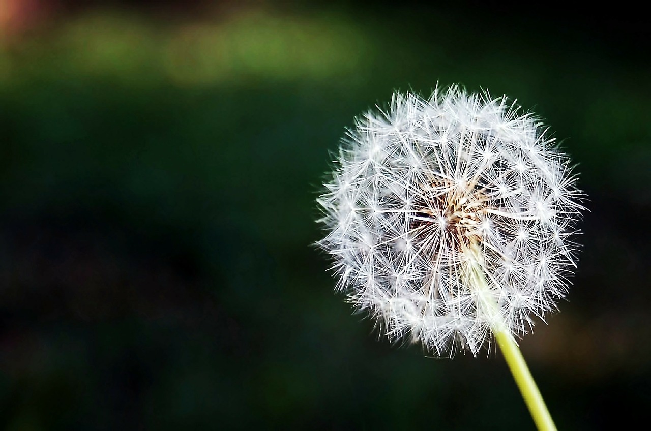 Image - dandelion flower flowers nature