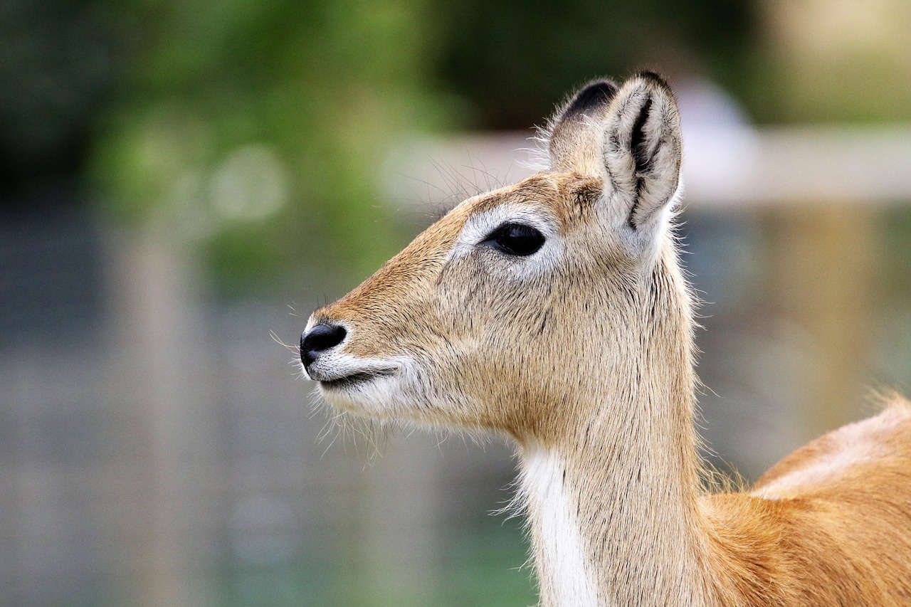 Image - deer antelope nature wild wildlife