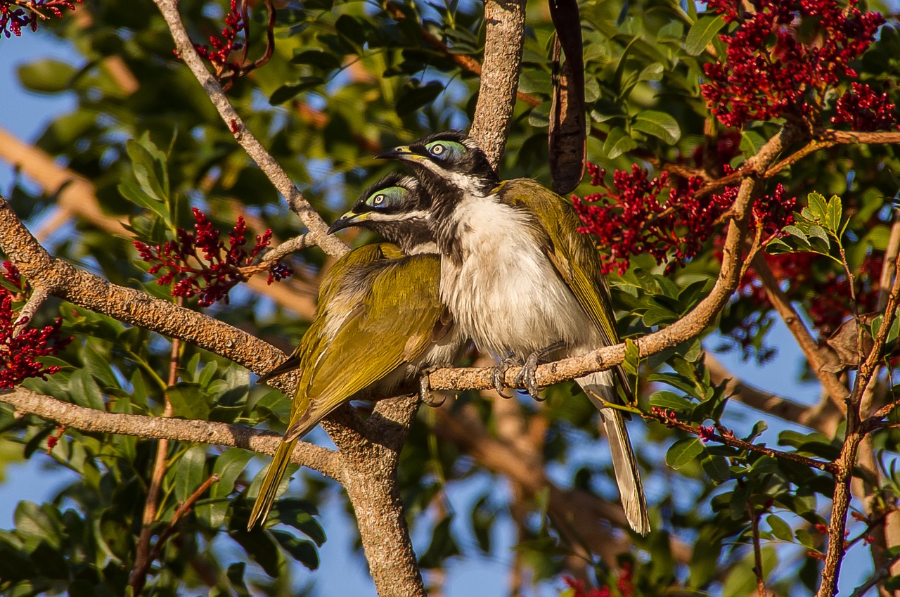 Image - blue faced honeyeater birds young