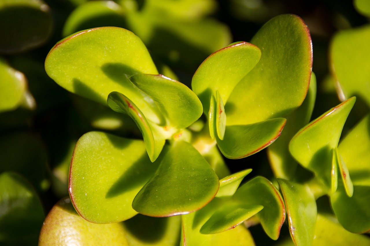 Image - jade plant crassula ovata succulent