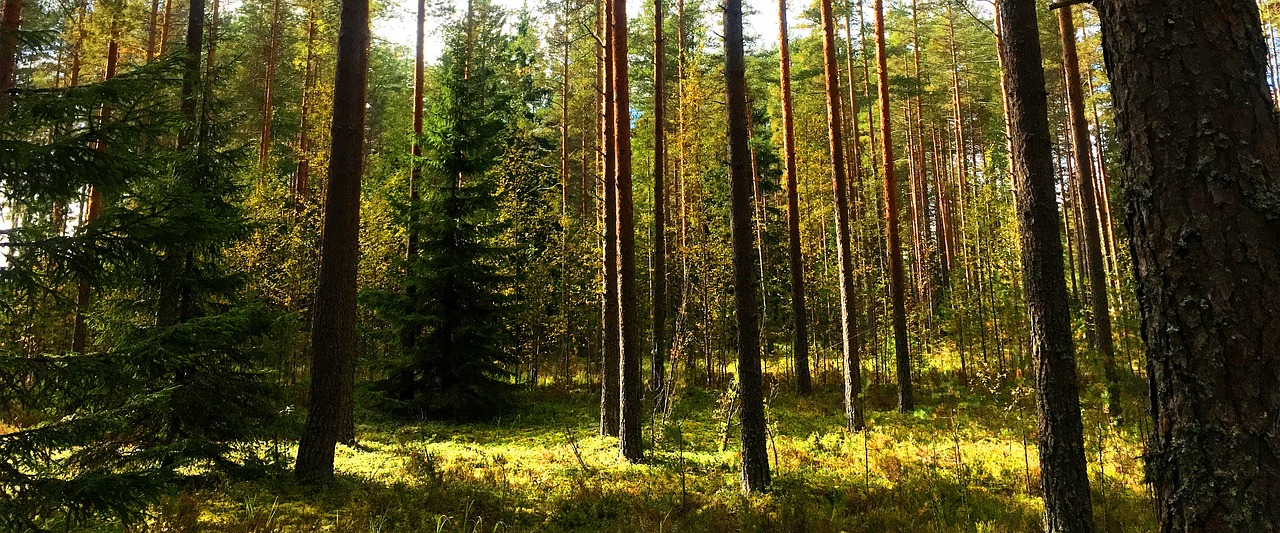 Image - finland forest nature