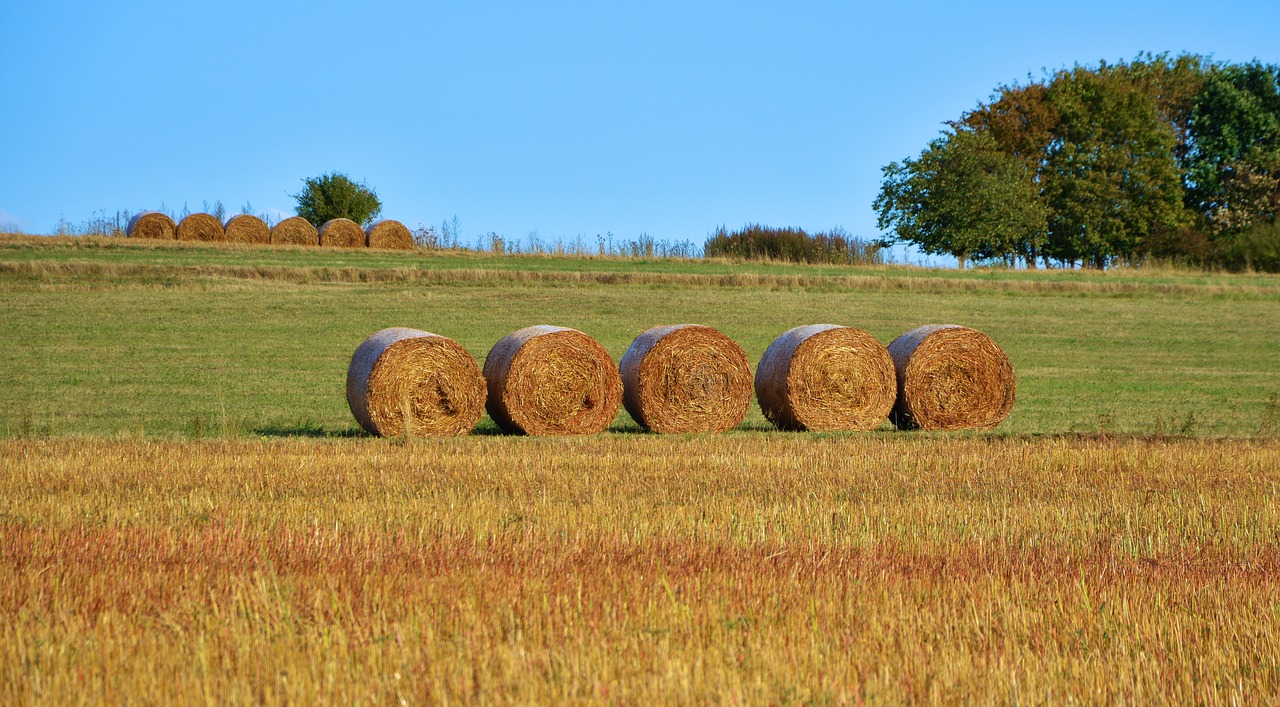 Image - field agriculture straw bales