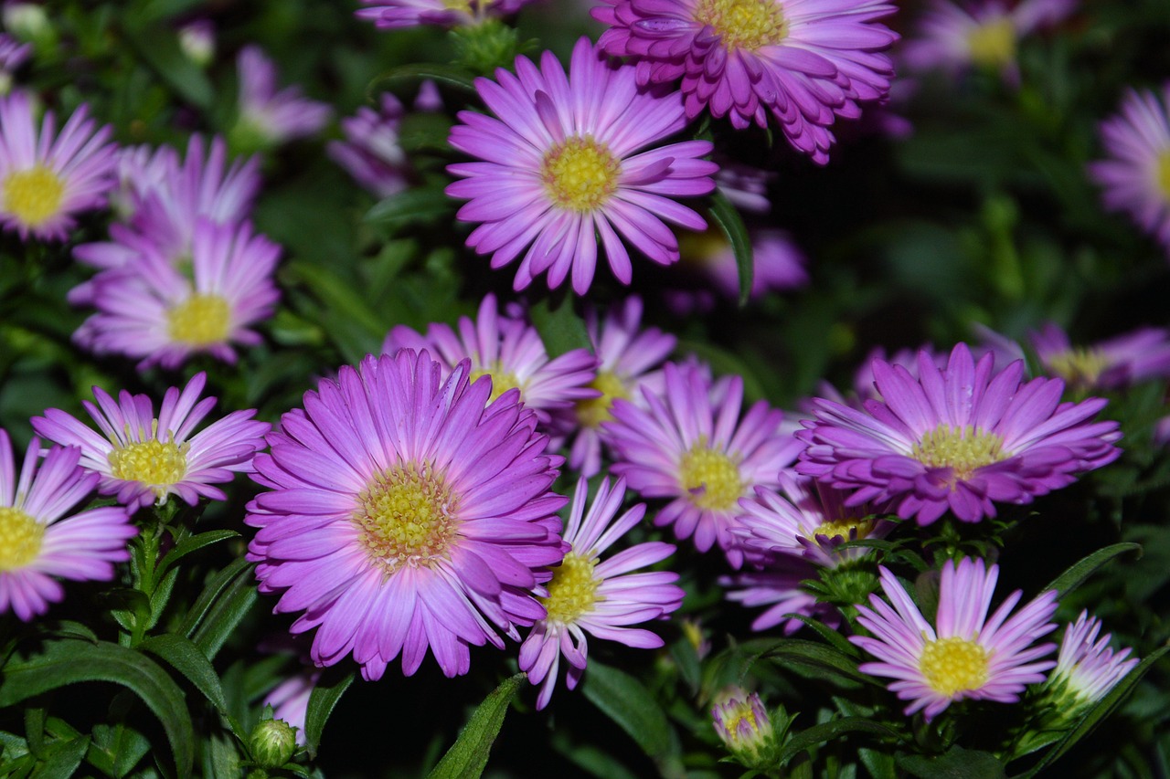 Image - asters herbstastern garden autumn